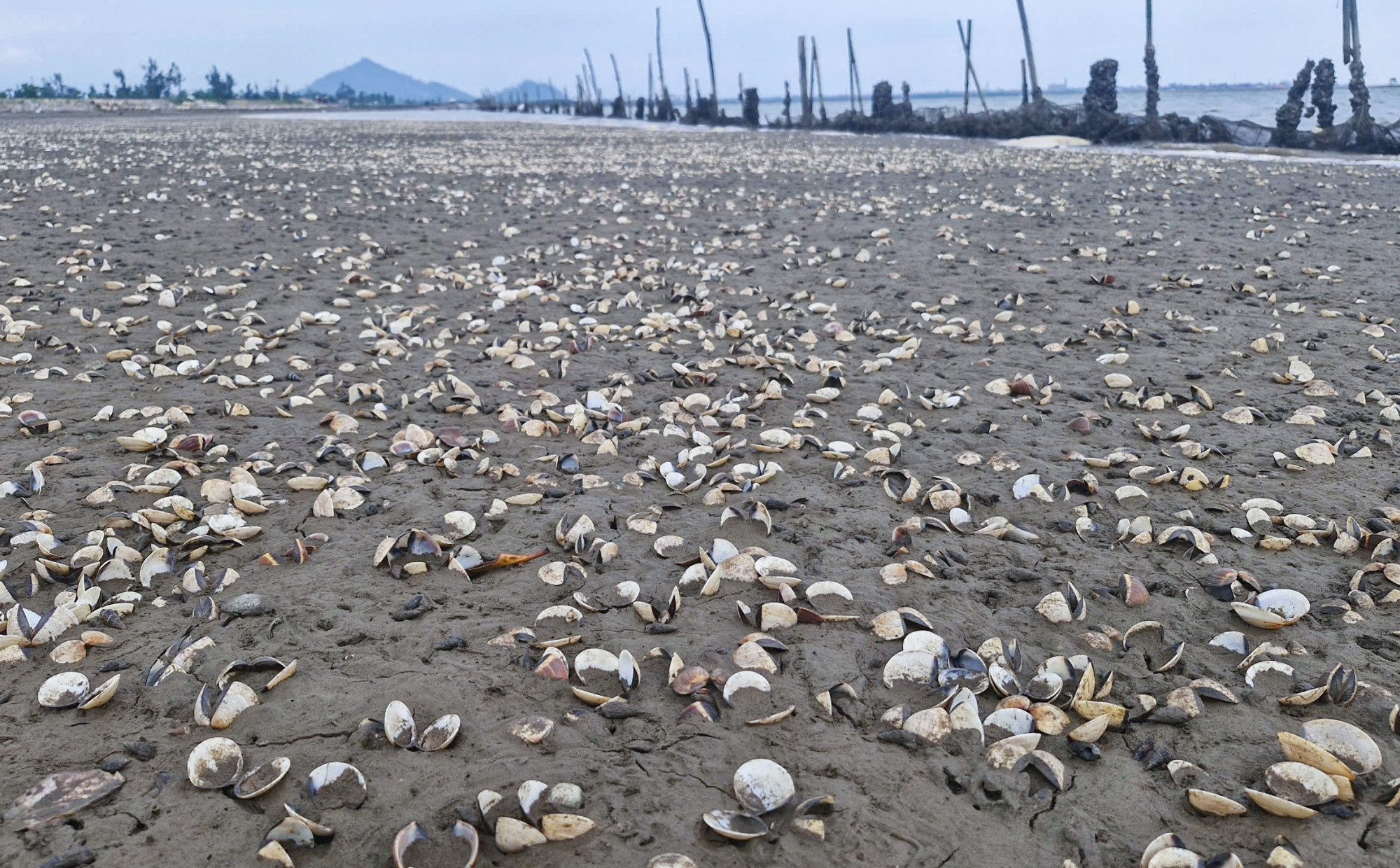 Vỏ ngao phủ trắng cả đầm nuôi khiến nông dân thiệt hại nặng nề - Ảnh: Khánh Trung
