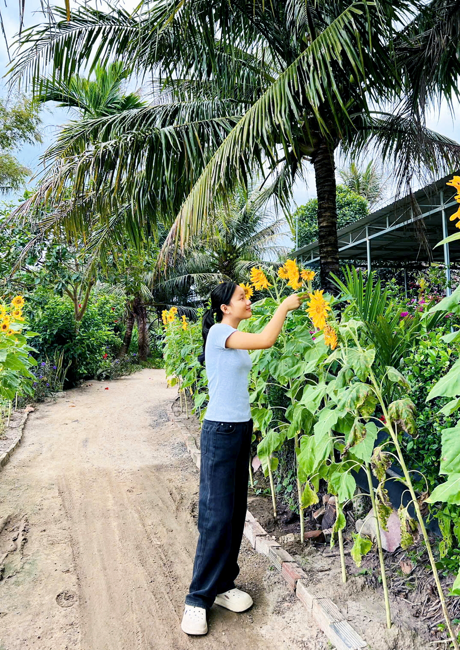 Hoa hướng dương tỏa hương thơm ngát dọc đường quê - Ảnh: D.B.