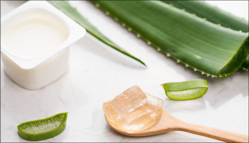 Nha đam (Lô hội): “Thạch cứu tinh” cho làn da bỏng rát Tại các vùng biển hay vùng cao Lâm Đồng, không khó để tìm thấy một bụi nha đam trong vườn. Gel nha đam từ lâu đã được y học công nhận là một trong những chất phục hồi da cháy nắng tốt nhất nhờ hoạt chất Polysaccharide giúp kích thích tái tạo tế bào.  Cách làm: Gọt sạch lớp vỏ xanh (lưu ý phải làm sạch phần nhựa vàng để tránh gây ngứa), lấy phần thịt trắng bên trong, rửa sạch nhớt rồi đắp trực tiếp lên vùng da đỏ. Cảm giác nóng rát sẽ biến mất gần như ngay lập tức sau khi nhựa nha đam tiếp xúc với da.