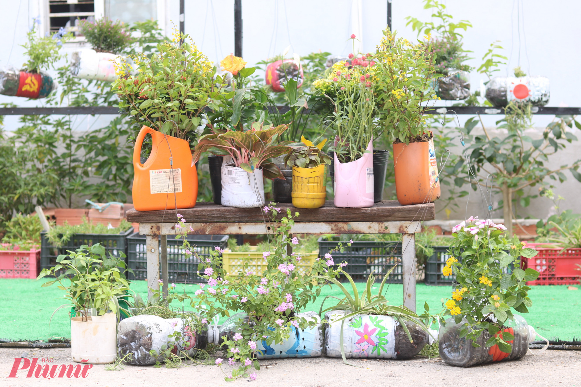 Những chậu xanh đẹp mắt ra đời.