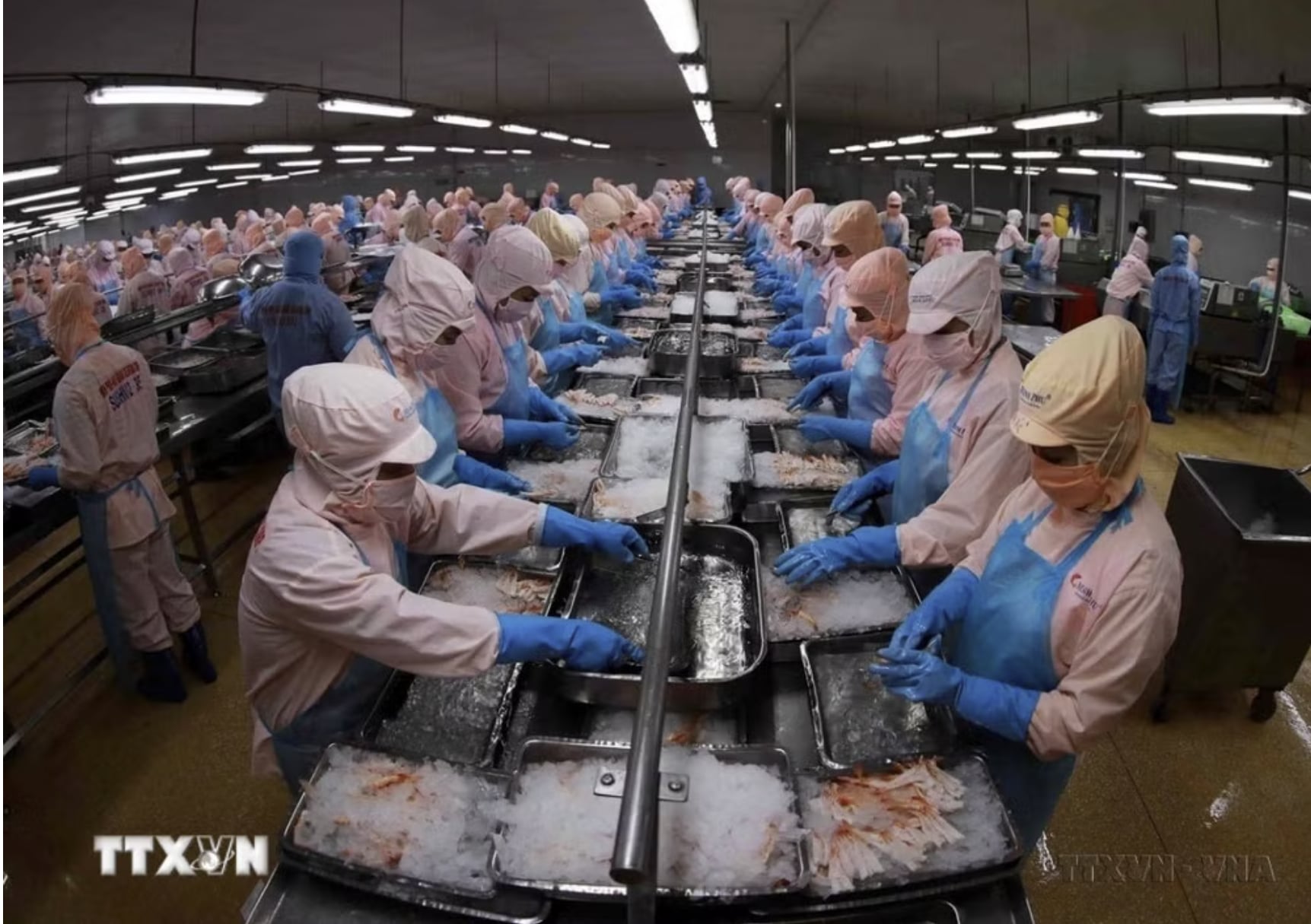 Chế biến thủy sản xuất khẩu. (Ảnh: Vũ Sinh/TTXVN)