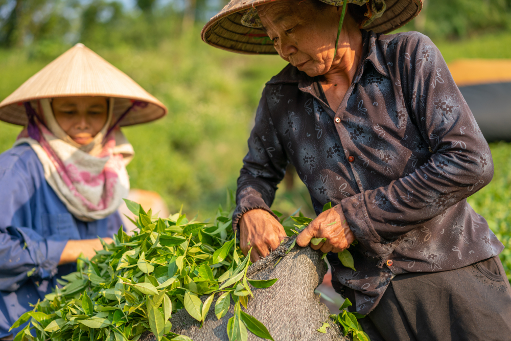 Chúng tôi chỉ mong cha mẹ nghỉ ngơi, an hưởng tuổi già, nhưng ông bà lại nói, còn sống là sẽ làm việc, phải ráng kiếm thêm ít tiền để lại cho con thì sau này mới yên tâm nhắm mắt - Ảnh minh họa: magnific