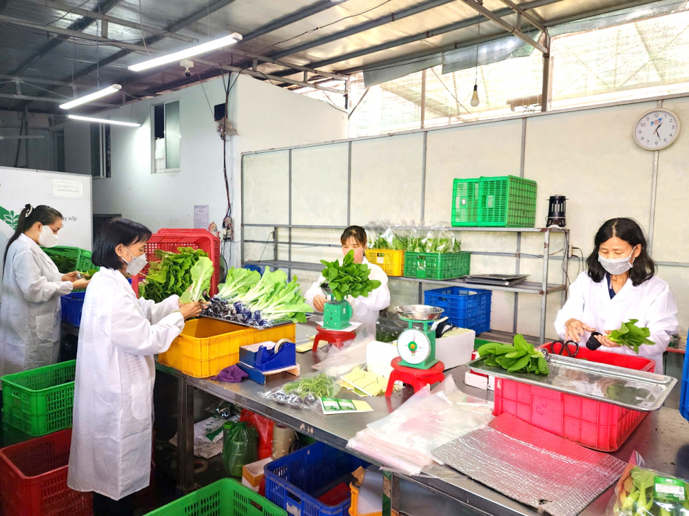 Thành viên Hợp tác xã Nông nghiệp Tuấn Ngọc sơ chế, đóng gói rau thủy canh