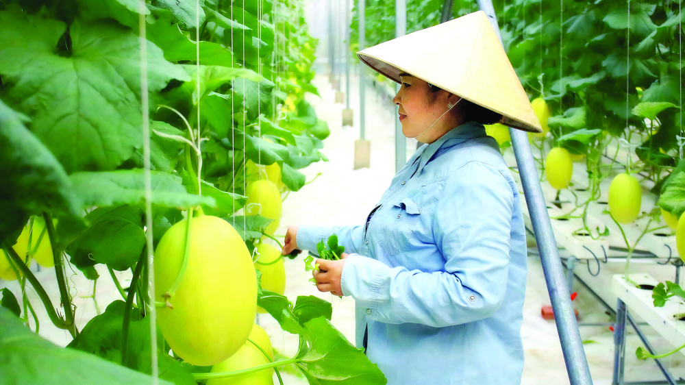 Chị Huỳnh Thị Hồng Vân (xã Bình Lợi) chăm sóc dưa lưới trong nhà màng ẢNH: NGỌC TRĂM