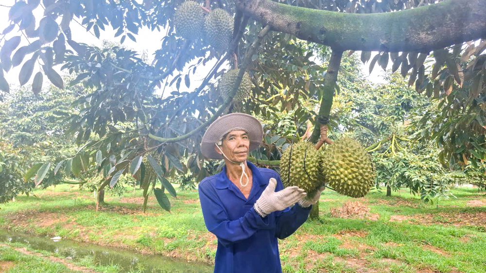 Nông dân xã Trường Long,  TP Cần Thơ thu hoạch sầu riêng