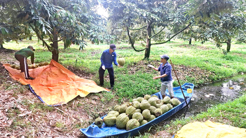 Thương lái thu mua sầu riêng tại TP Cần Thơ 