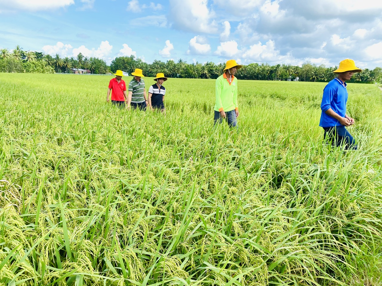 Nông nghiệp là một trong những thế mạnh của Cần Thơ; hiện thành phố đẩy mạnh vùng lúa chất lượng cao, phát thải thấp, có thể bán tín chỉ các bon... Ảnh: CTV