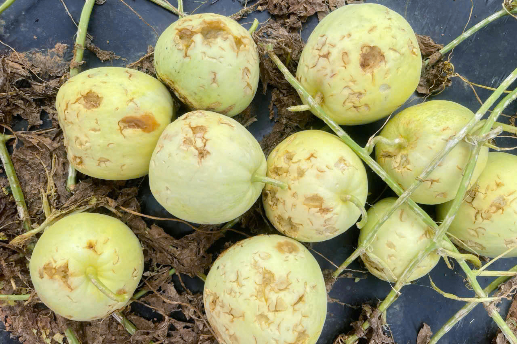 Những quả dưa vỡ nát, hư hỏng - Ảnh: Khánh Trung