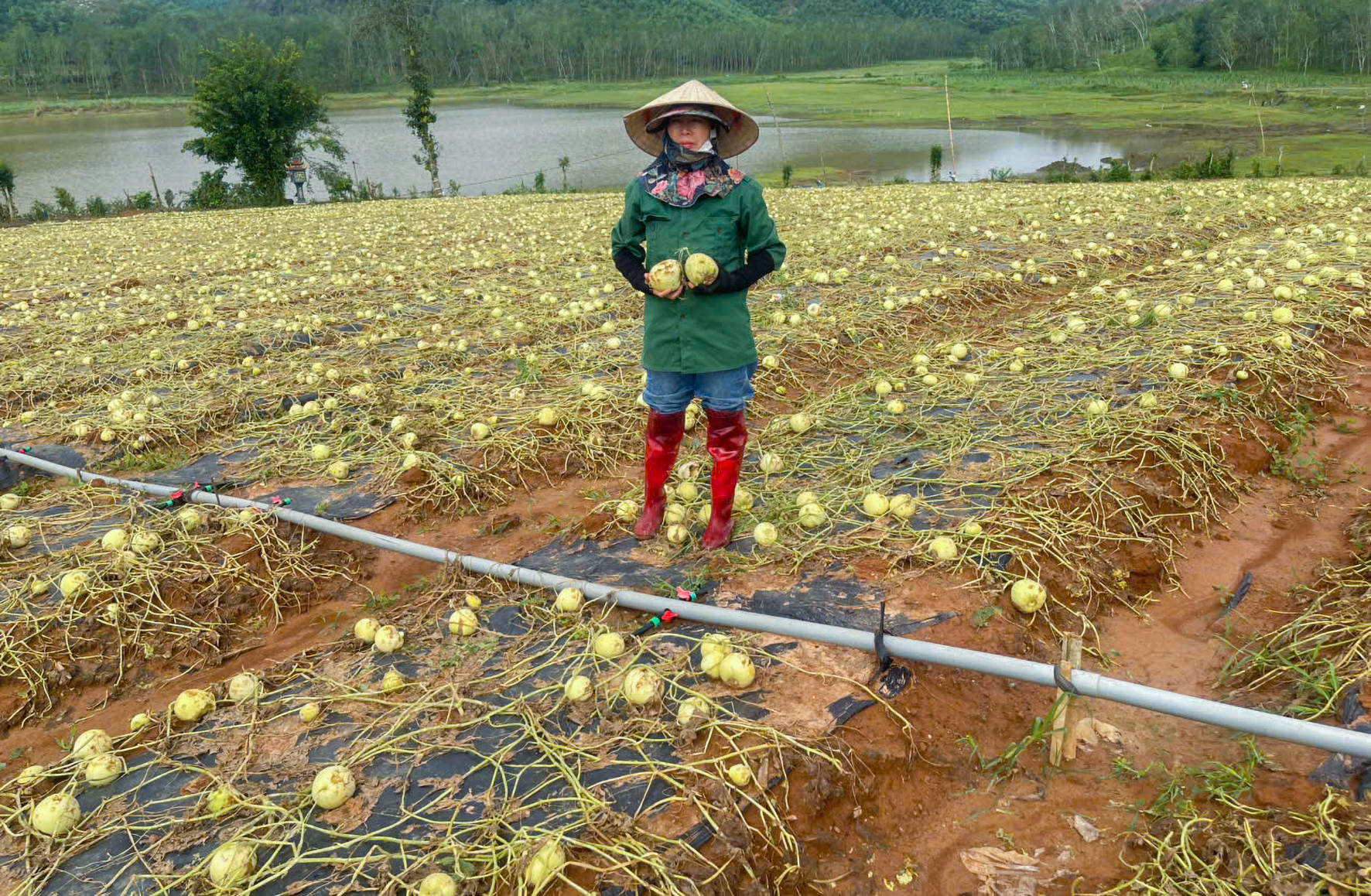 Chị Hà xót xa trước cảnh hàng chục tấn dưa phải vứt bỏ sau trận mưa đá - Ảnh: Khánh Trung