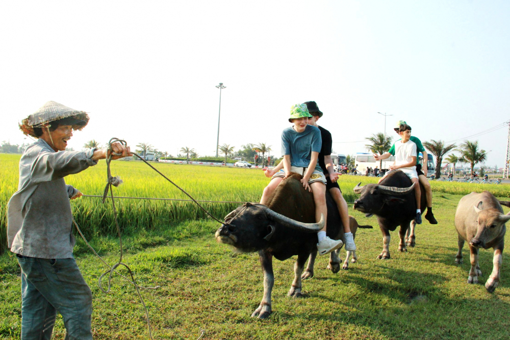 Ông Lê Nhiên cùng đàn trâu làm du lịch trên cánh đồng