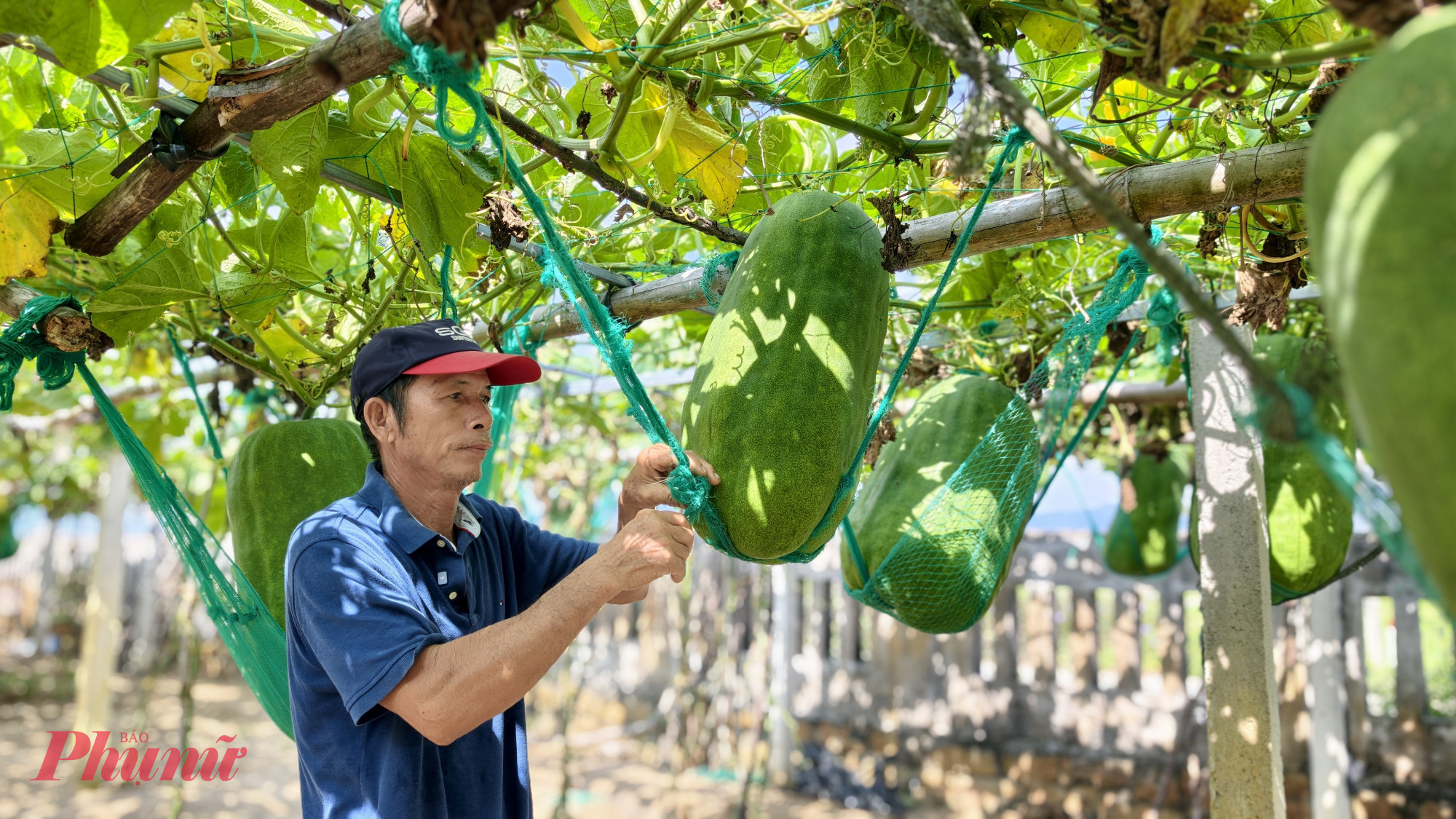 Người dân địa phương cho biết, nghề trồng bí đao khổng lồ thường bắt đầu từ khoảng tháng 11 Âm lịch. Sau gần 6 tháng chăm sóc công phu, những trái bí mới đạt kích thước lớn nhất để bước vào vụ thu hoạch.