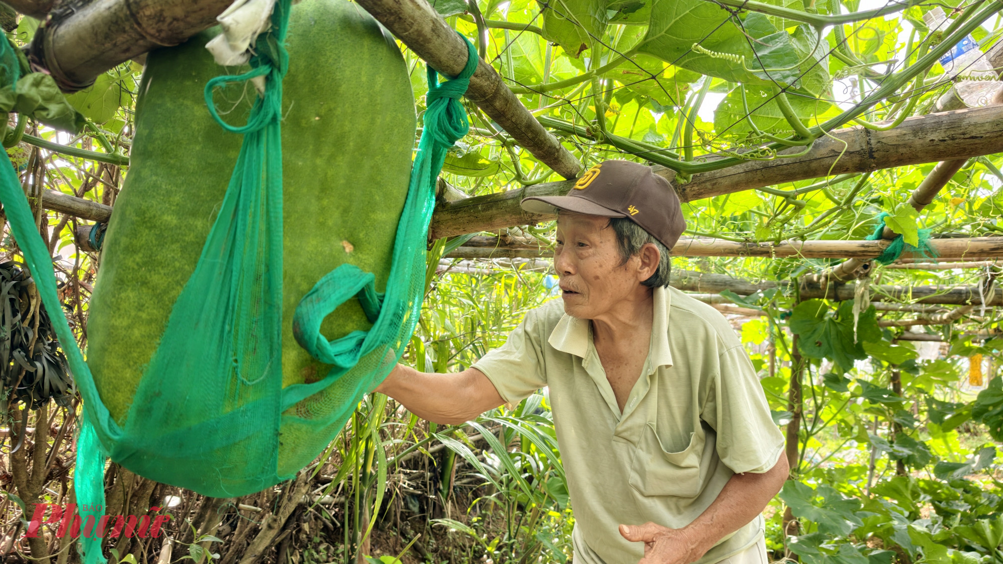 Để tạo nên những trái bí “khổng lồ”, người trồng phải rất kiên nhẫn và tỉ mỉ. Một dây bí có thể ra nhiều hoa, nhưng người dân chỉ giữ lại duy nhất một trái để cây tập trung dinh dưỡng nuôi quả lớn dần theo thời gian.