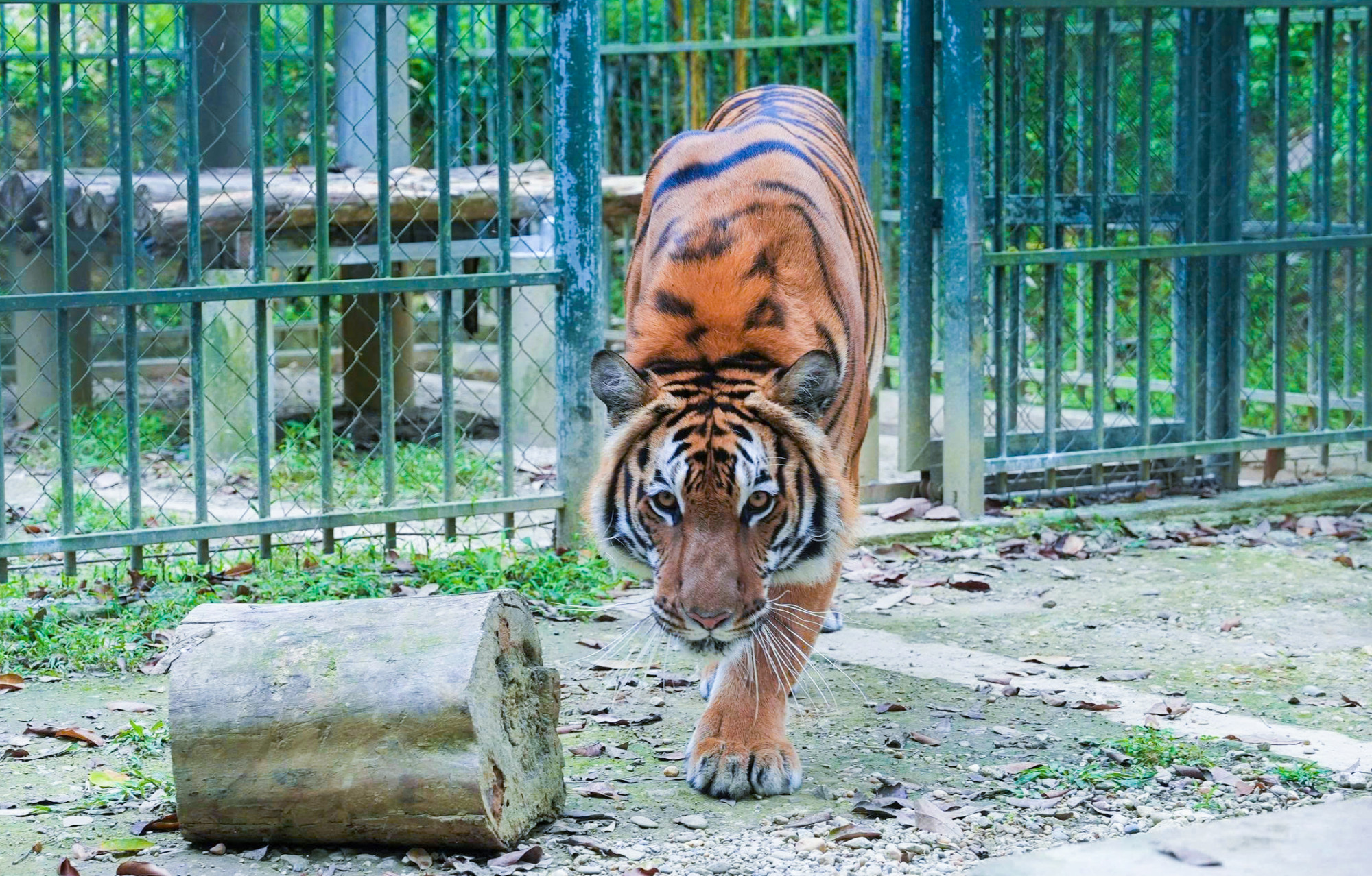 Sau 3 năm chăm sóc, con hổ này đã giảm từ 235kg xuống còn 180kg, đi lại bình thường - Ảnh: Khánh Trung