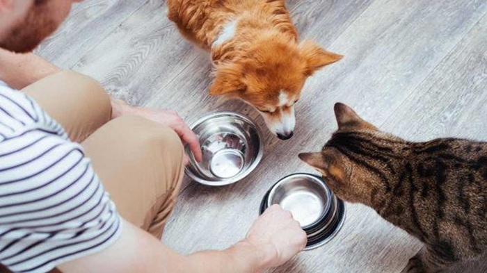 Nuôi thú cưng hiện nay không chỉ đòi hỏi sự kiên nhẫn mà còn phải chi tiêu khoa học, tiết kiệm - Ảnh: TH