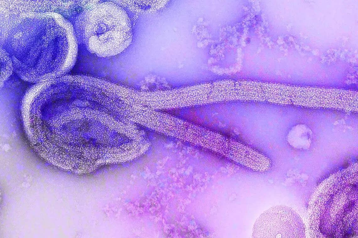 Virus Ebola có thể lây lan qua tiếp xúc trực tiếp với dịch cơ thể của động vật hoặc người bị nhiễm bệnh, cũng như các vật dụng bị nhiễm bẩn - Ảnh: Trung tâm Kiểm soát và Phòng ngừa Dịch bệnh Mỹ