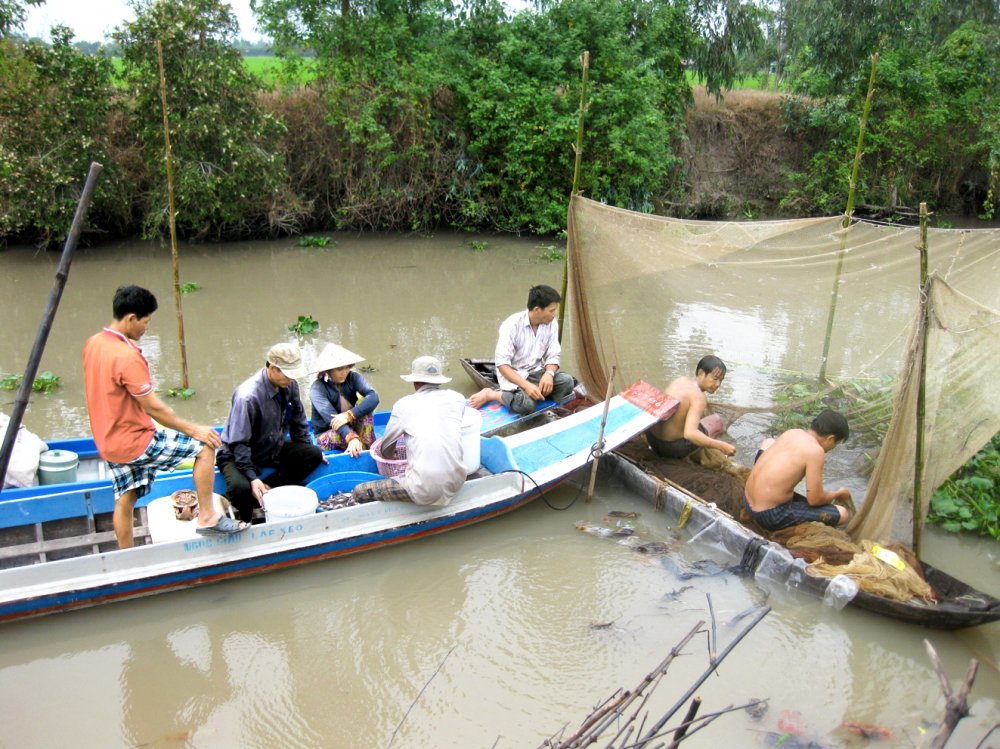 Nông dân ở miền Tây đau đầu với cá lau kiếng Người dân làm nghề chất chà ở An Giang thu hoạch rất nhiều cá lau kiếng, trong khi các loài cá bản địa giảm mạnh
