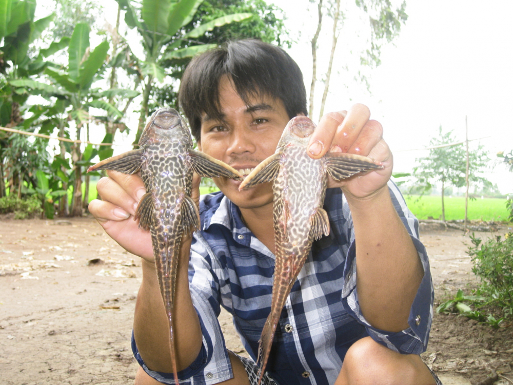 Nông dân ở miền Tây đau đầu với cá lau kiếng Người dân ở miền Tây bắt cá lau kiếng để làm mồi nhậu hoặc bán cho thương lái với giá 20.000-25.000 đồng/kg
