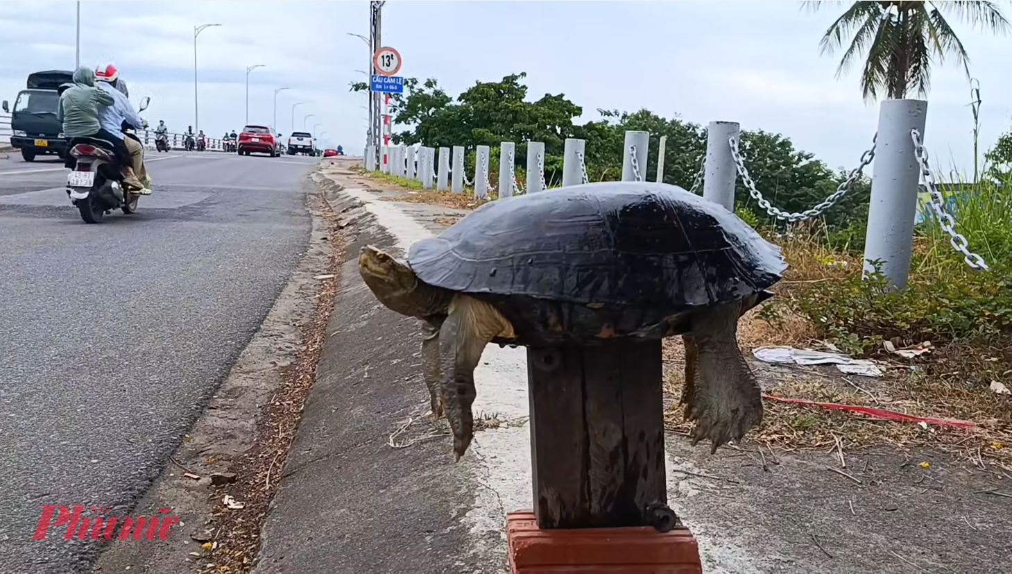 Một chú rùa được bày bán công khai ngay chân cầu Cẩm Lệ, phường Cẩm Lệ, TP Đà Nẵng_Ảnh: L.V.T.