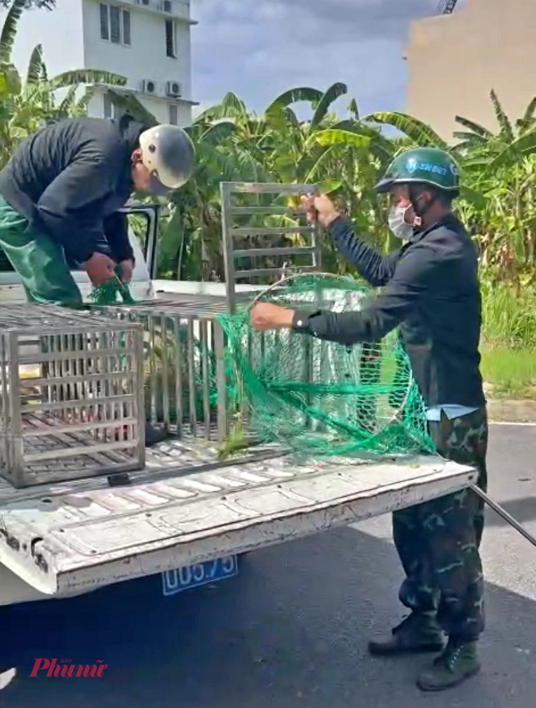 Chó thả ra bị nhốt vào lồng chuyên dụng, đưa về nơi nuôi nhốt chờ chủ đến nhận - Ảnh: NB