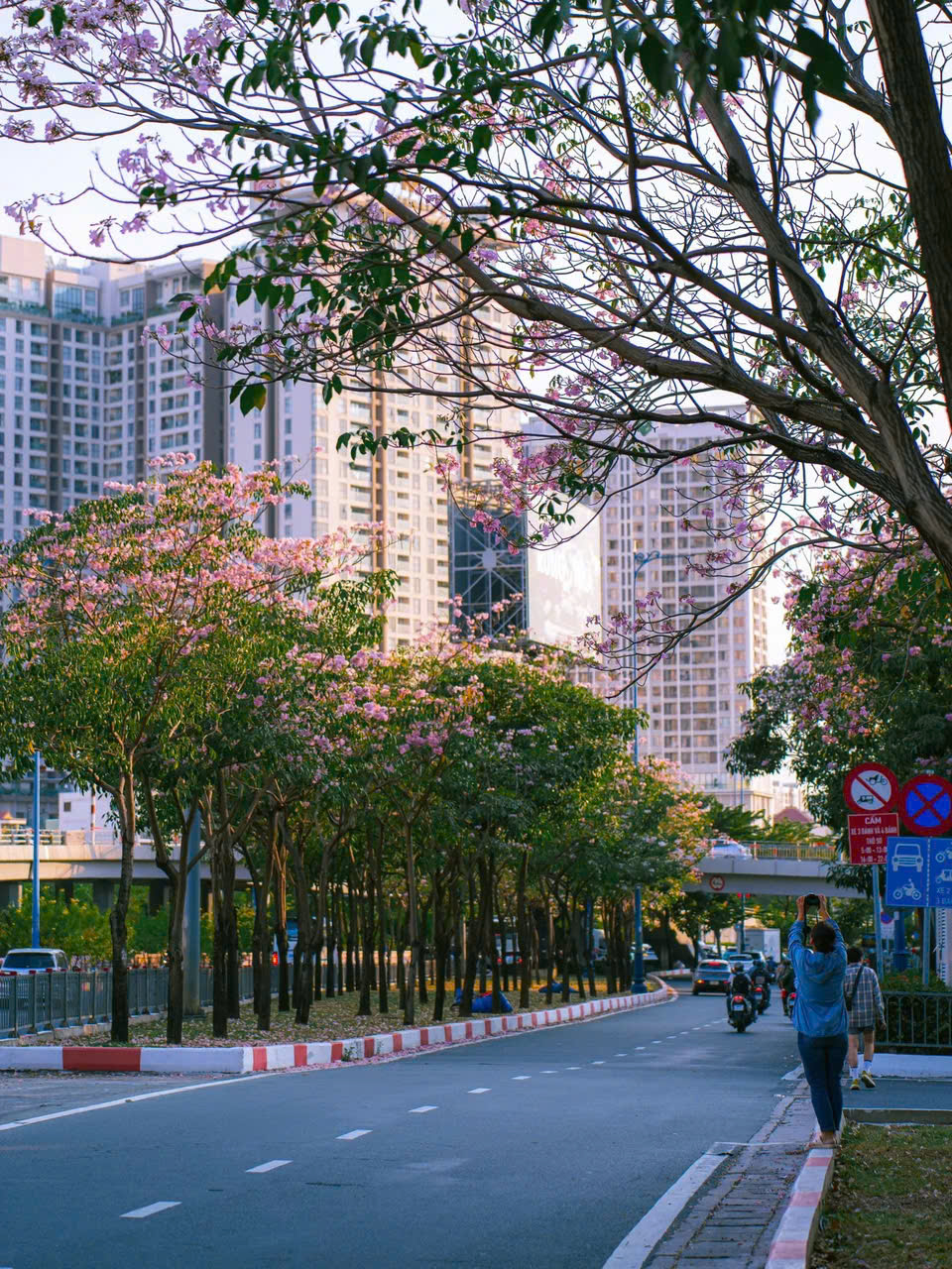 Giữa nhịp sống hối hả, sắc hồng của kèn hồng như một khoảng lặng nhẹ nhàng - Ảnh: @Duonginsaigon 