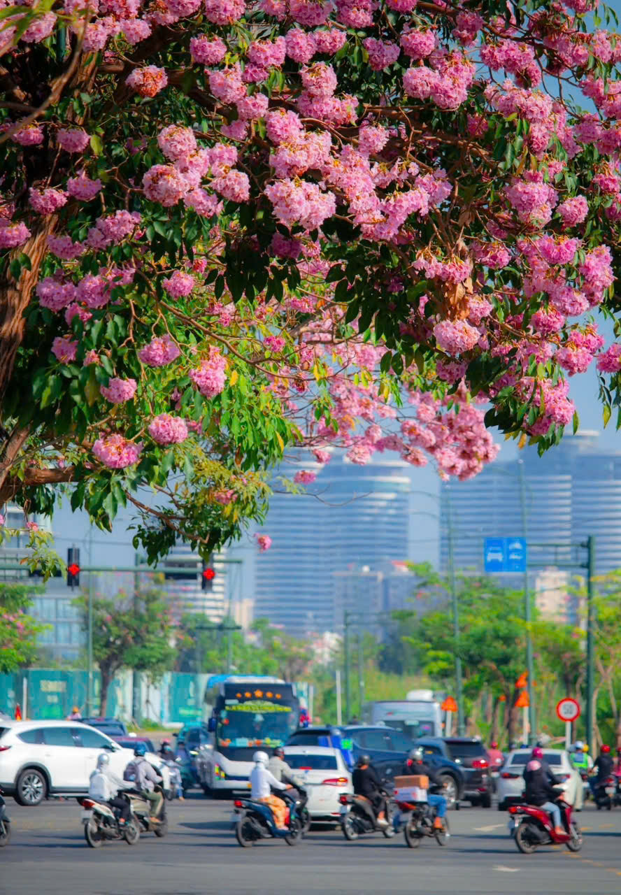 Sắc hồng trên những cành cây tạo nên những khung cảnh ấn tượng giữa nền trời và những tòa nhà cao tầng giữa thành phố - Ảnh: @Duonginsaigon