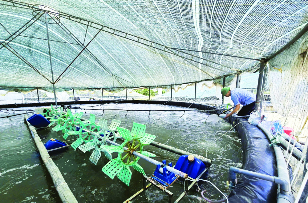 Tìm hướng chăn nuôi an toàn ở nơi thời tiết khắc nghiệt Nhiều nông dân ở xã An Châu, tỉnh Nghệ An đầu tư tiền tỉ để nuôi tôm trong nhà lưới