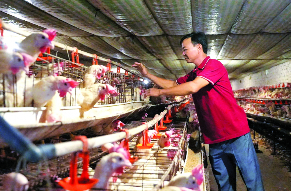 Tìm hướng chăn nuôi an toàn ở nơi thời tiết khắc nghiệt Ông Trần Xuân Sơn (xã Nghĩa Hưng, tỉnh Nghệ An) kiểm tra trang trại gà mỗi ngày để điều chỉnh nhiệt độ chuồng cho phù hợp, giúp đàn gà không bị sốc nhiệt