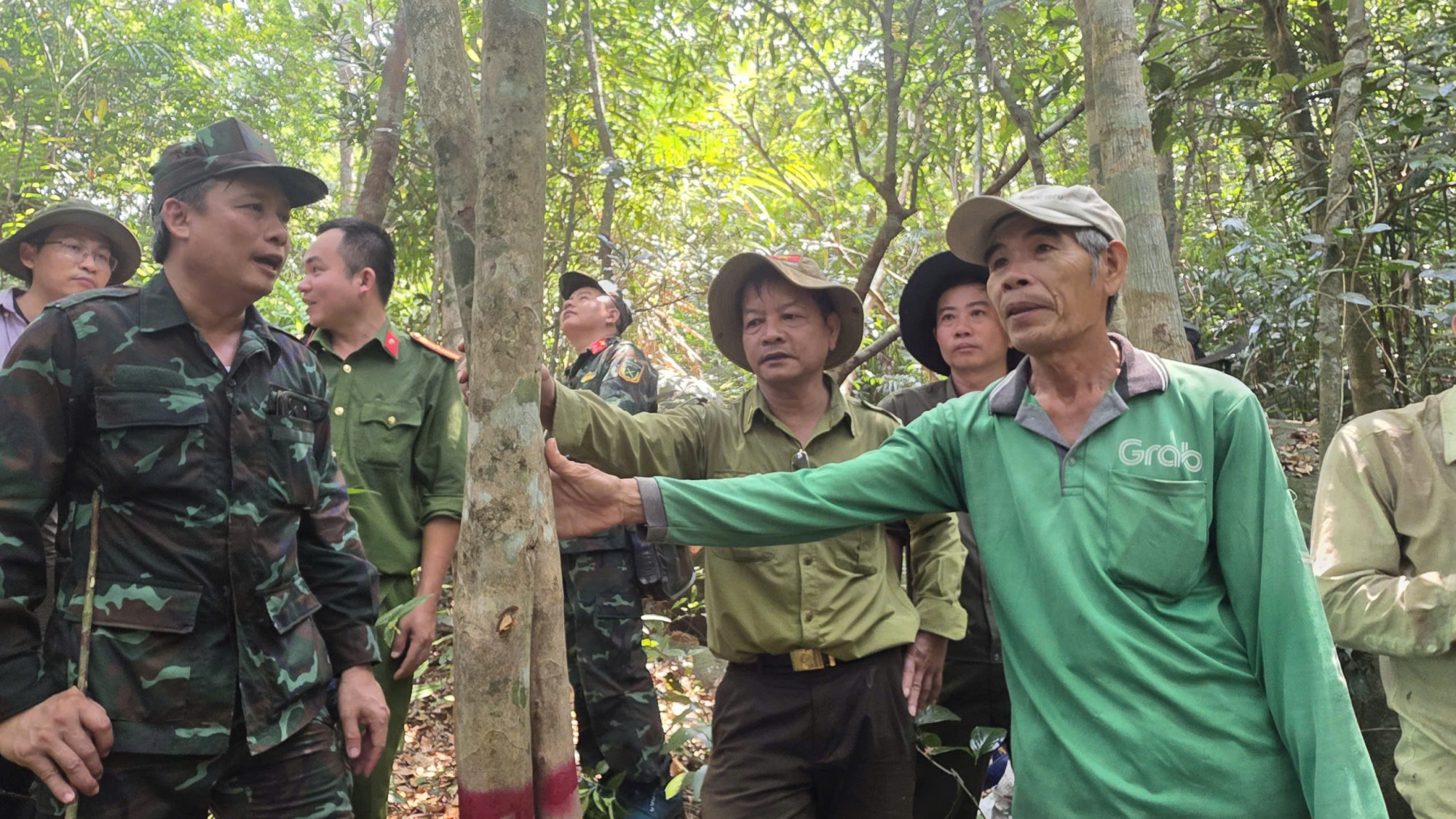 Những cây trà cổ thụ tại đây có tuổi đời hàng chục đến hàng trăm năm, tán rộng, thân lớn - ảnh: N.H.