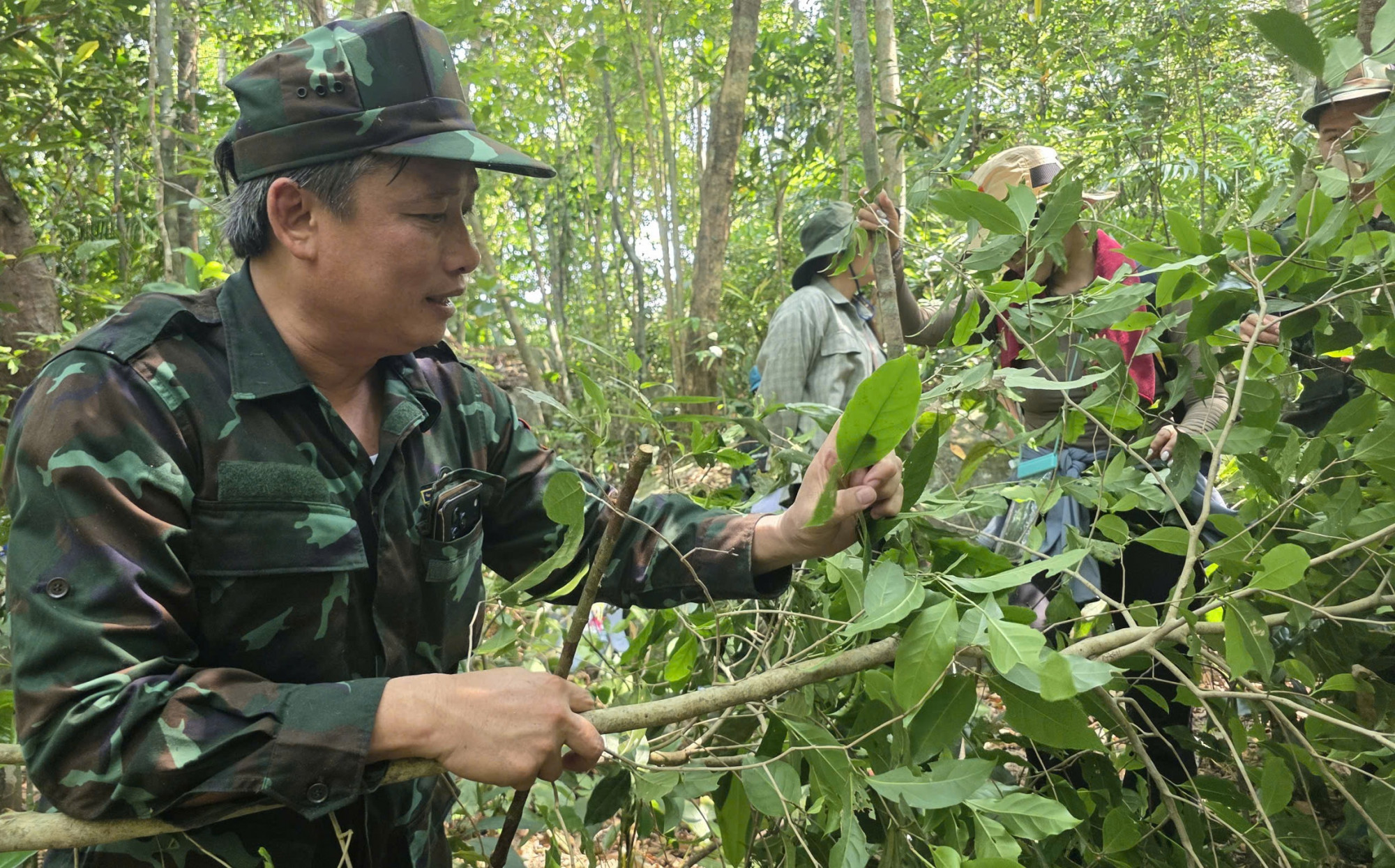 Lực lượng chức năng phát hiện xác minh thông tin về rừng trà cổ tại núi Hòn Chảo 