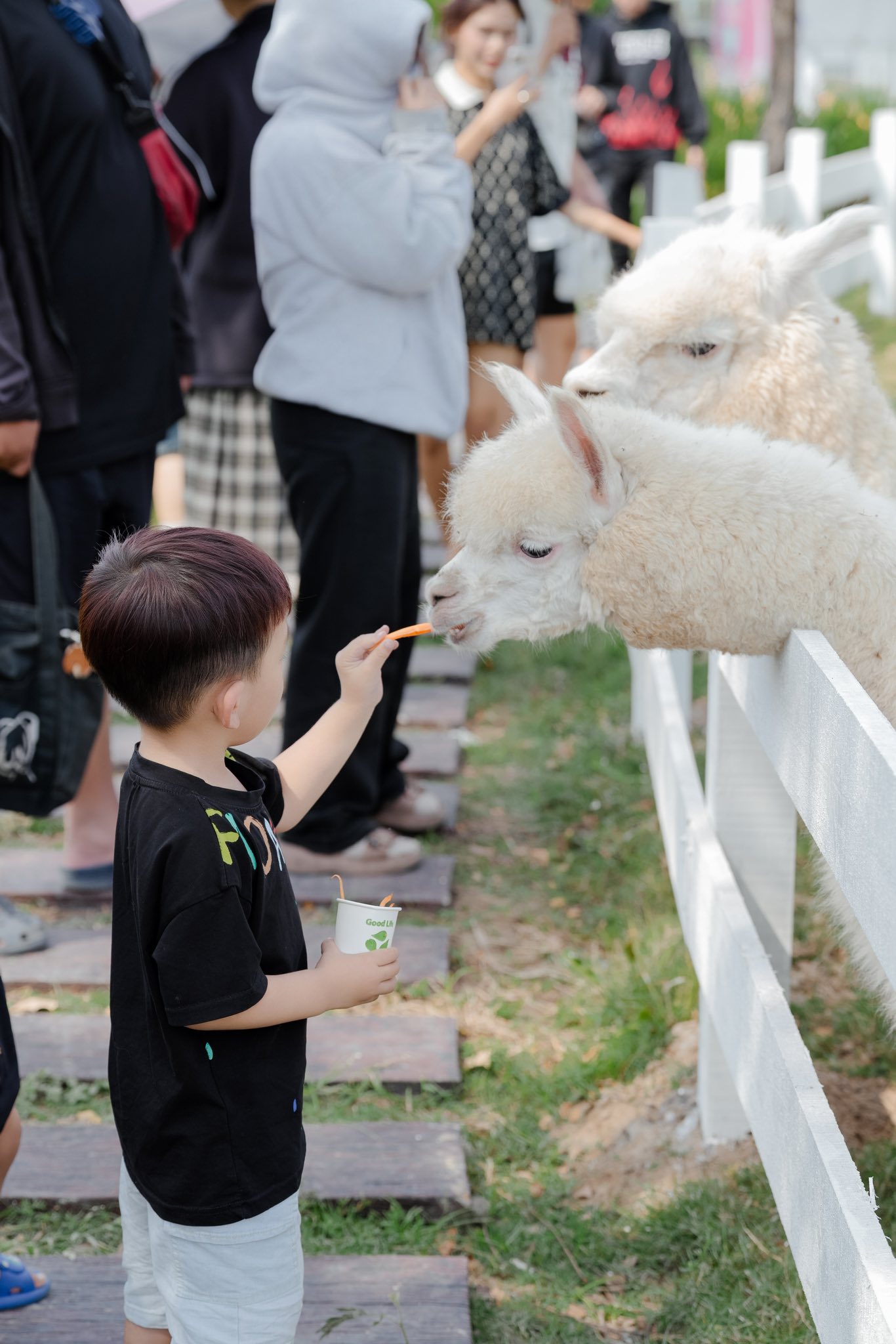 Hoạt động cho thú cưng ăn được trẻ em yêu thích khi đến Mật Pet Farm - Ảnh: fanpage Mật Pet Farm