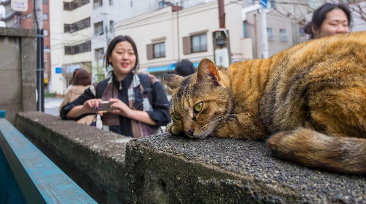 Những chú mèo Yanaka nổi tiếng thu hút du khách từ khắp nơi đến khu vực Tokyo - Ảnh: Alamy