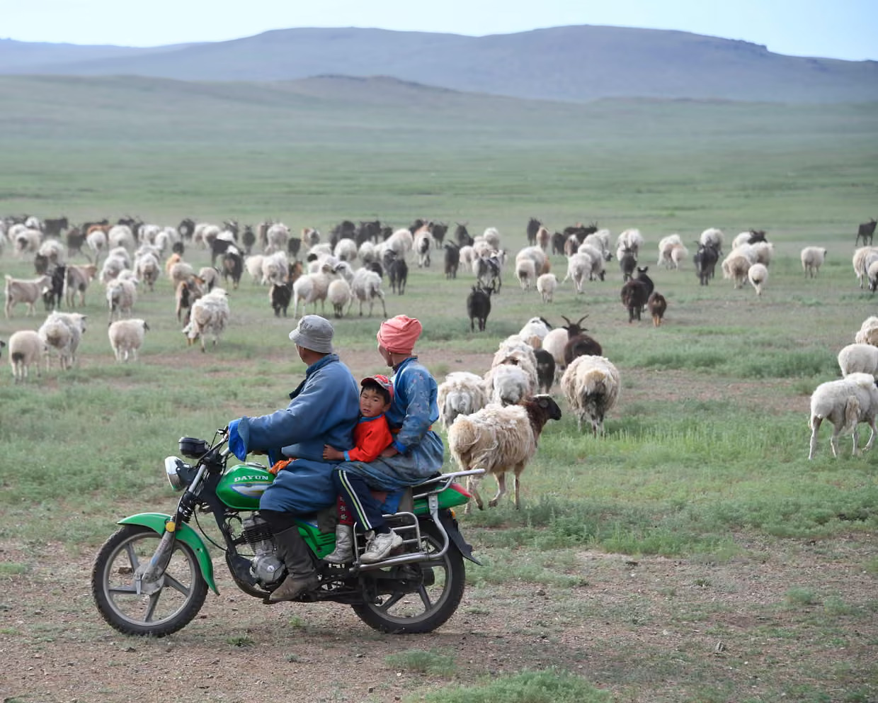 Công việc chăn cừu ở Nội Mông hút cả cử nhân đại học và dân công sở - Ảnh: Damien Meyer