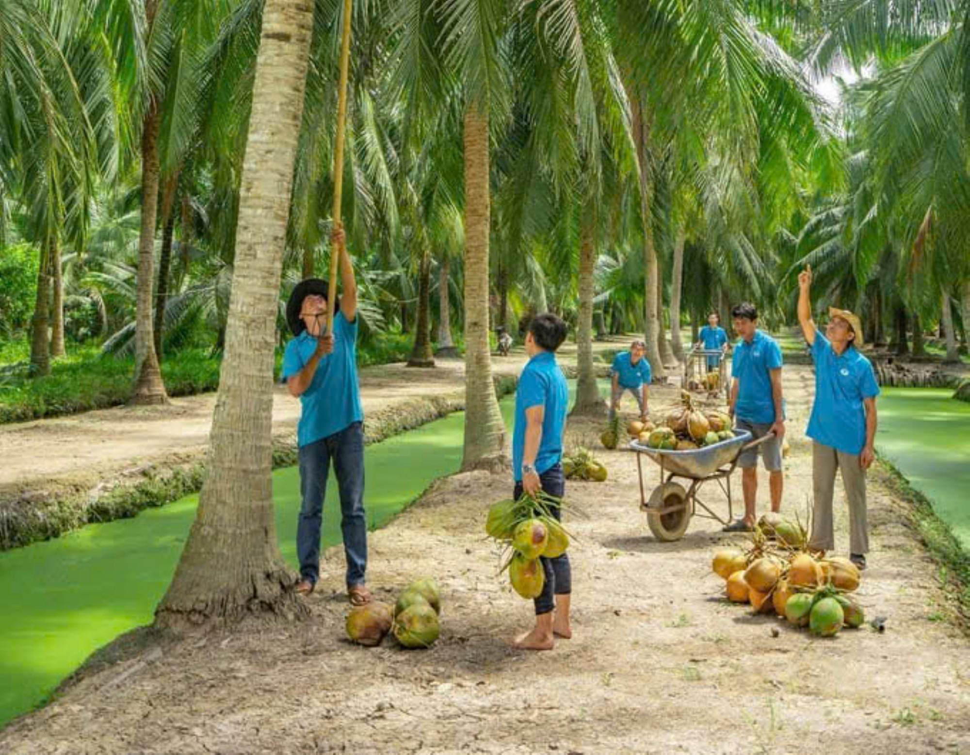 Nông dân tỉnh Vĩnh Long trồng dừa hữu cơ theo tiêu chuẩn xanh, sạch, giảm phát thải... Ảnh: CTV