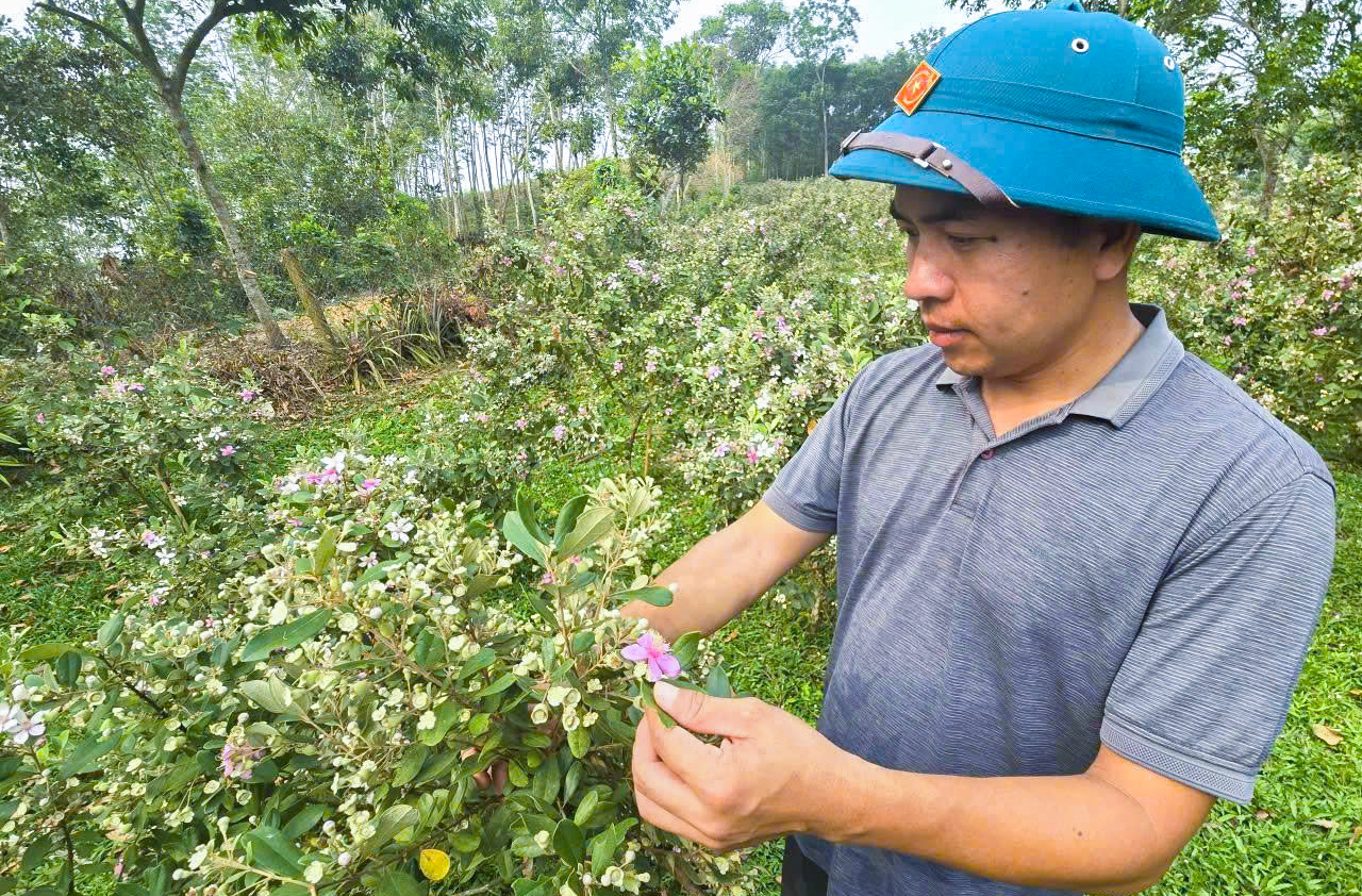 Sau gần 3 năm, anh Bình đã thuần hóa thành công loại cây mọc dại trên rừng - Ảnh: Khánh Trung