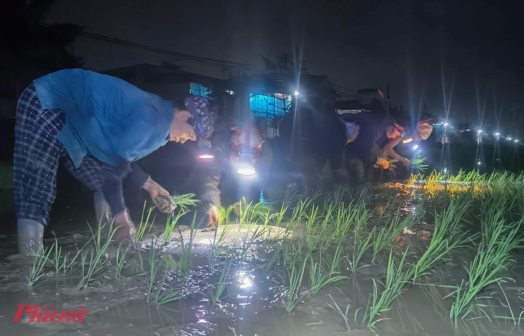 Nông dân ra đồng cấy lúa đêm tránh nóng