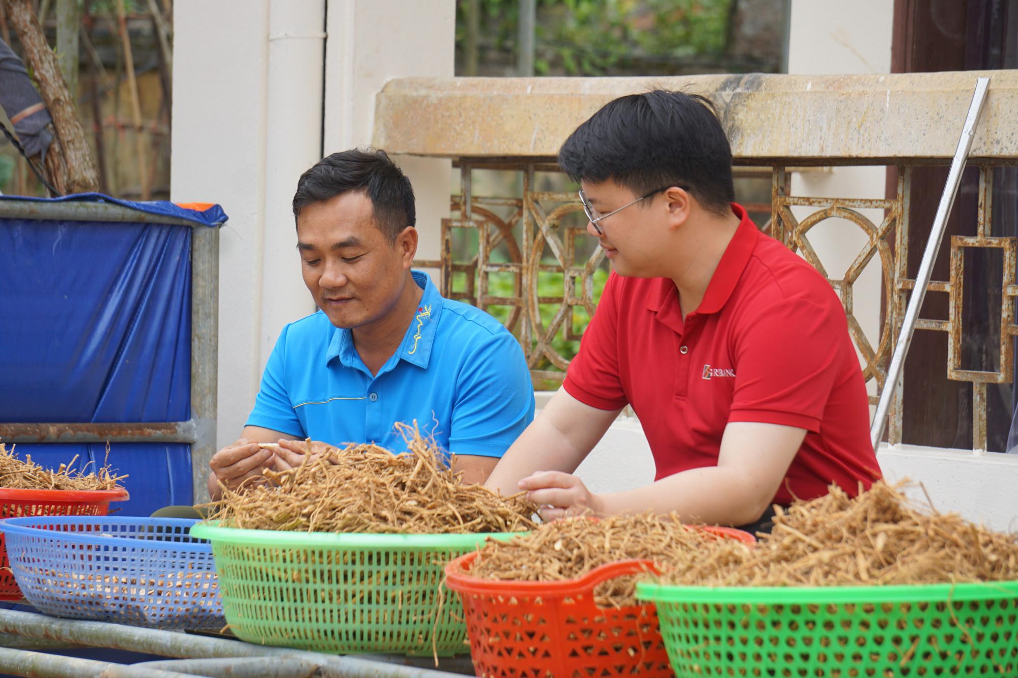 Ông Nguyễn Sĩ Huyện đã mạnh dạn phát triển sản xuất từ cây cát sâm - Ảnh: Agribank