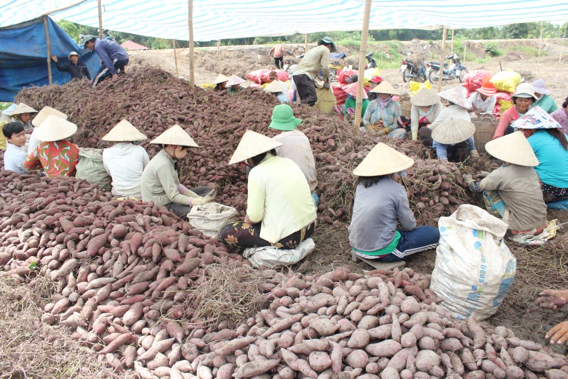Khoai lang Bình Tân - loại nông sản thế mạnh của tỉnh Vĩnh Long.  Ảnh: CTV