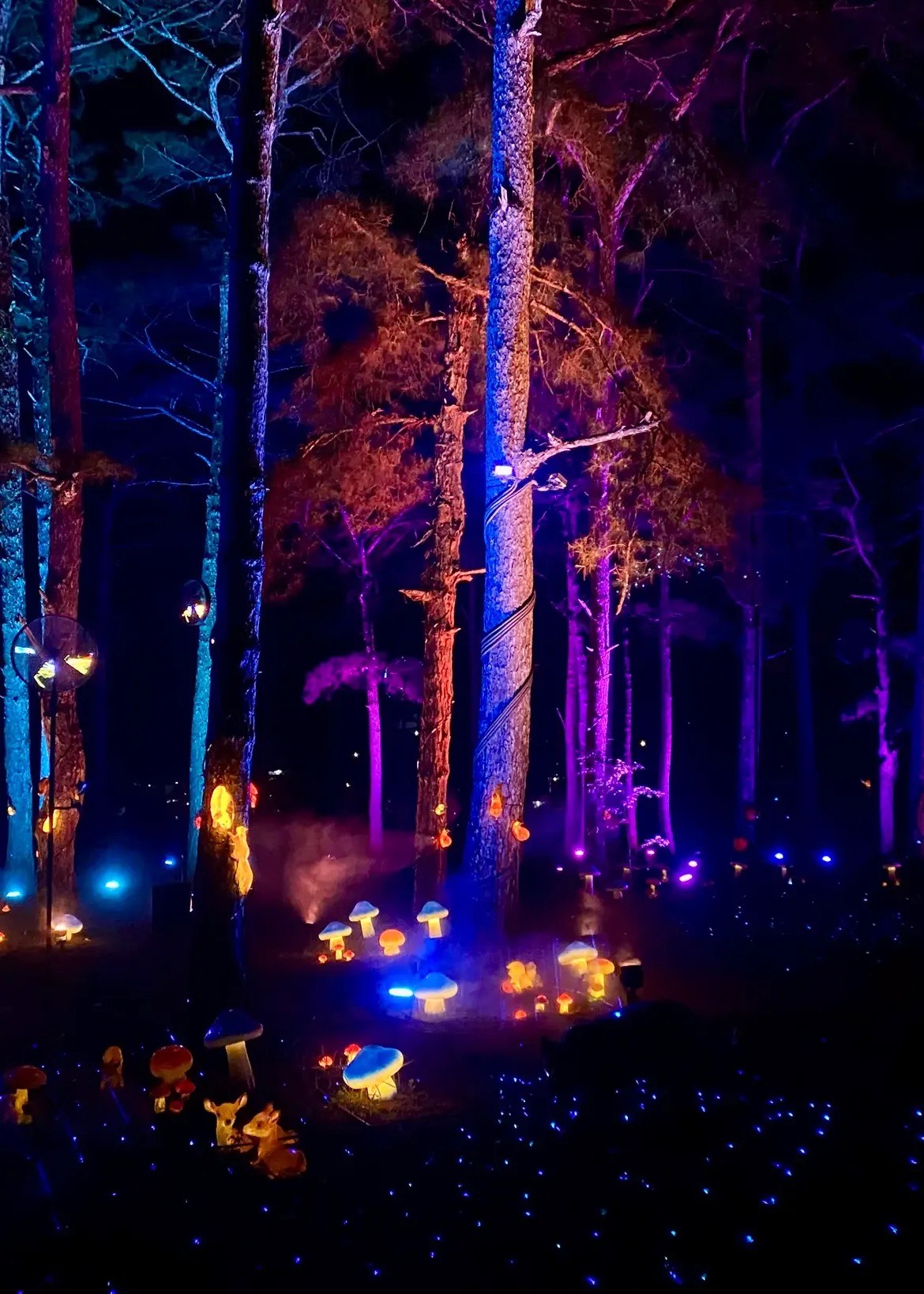 Delight Park góp thêm một lựa chọn cho du khách bên cạnh những trải nghiệm vốn đã quen thuộc như dạo chợ đêm, ngắm hoa, săn mây hay thưởng thức cà phê giữa đồi thông.