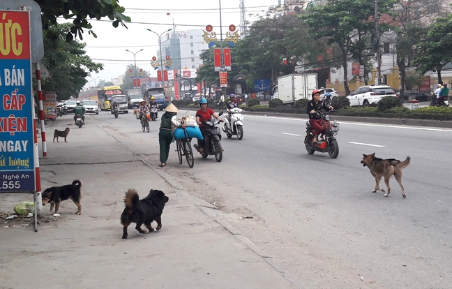 Chó thả rông ngoài đường ở Nghệ An - Ảnh: Phan Ngọc