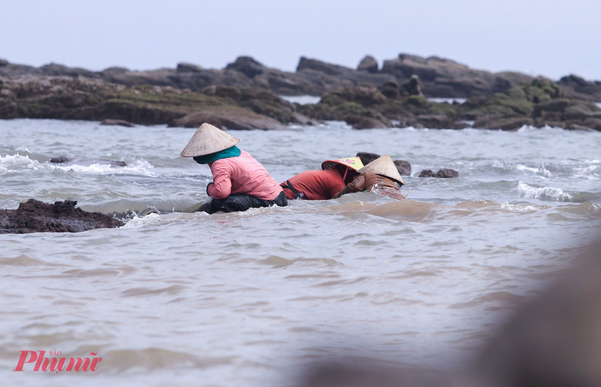 Để lấy được rau cạo, người dân phải dầm mình dưới nước suốt nhiều giờ liền