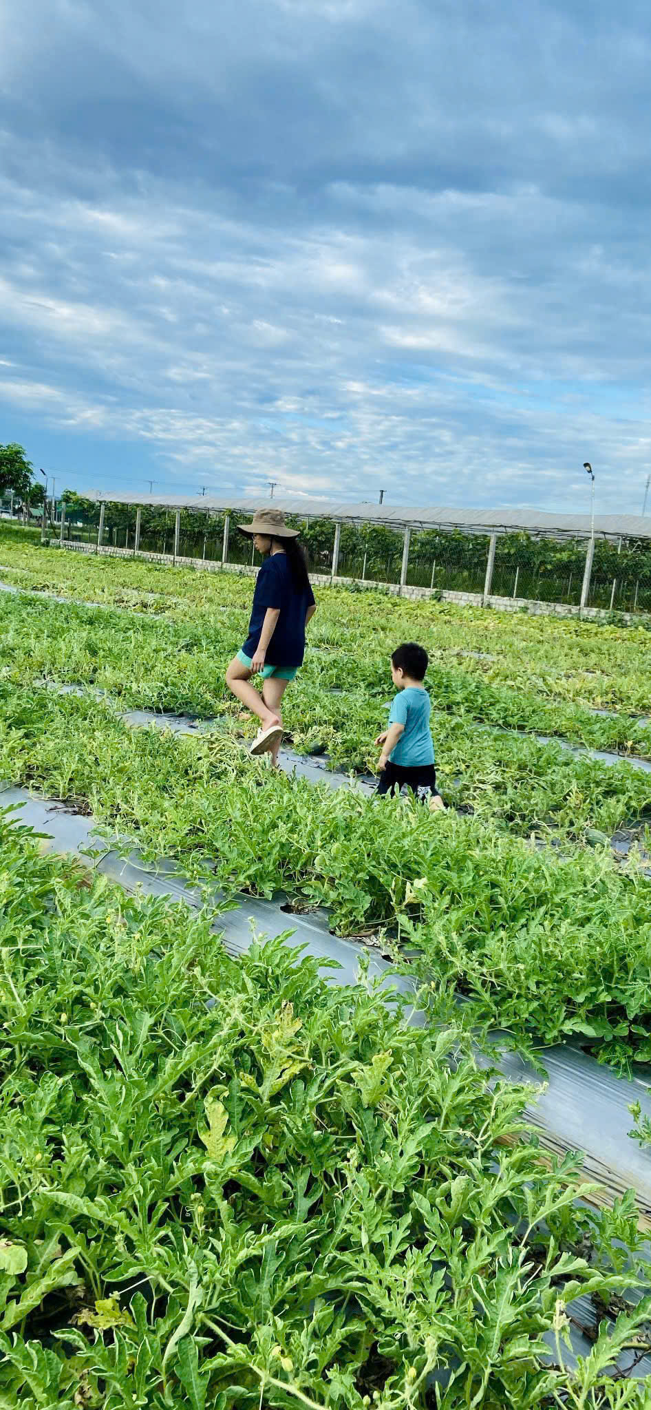 Tôi cho các con đi thăm ruộng, tìm hiểu về cách trồng dưa hấu (Ảnh tác giả cung cấp)
