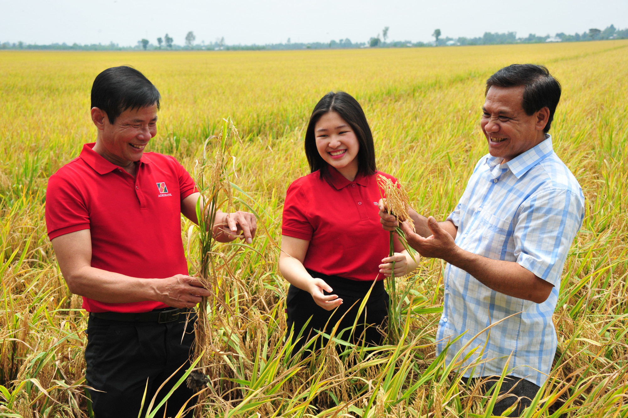 Agribank tham gia triển khai đề án 1 triệu ha lúa chất lượng cao phát thải thấp tại đồng bằng sông Cửu Long - Ảnh: Agribank