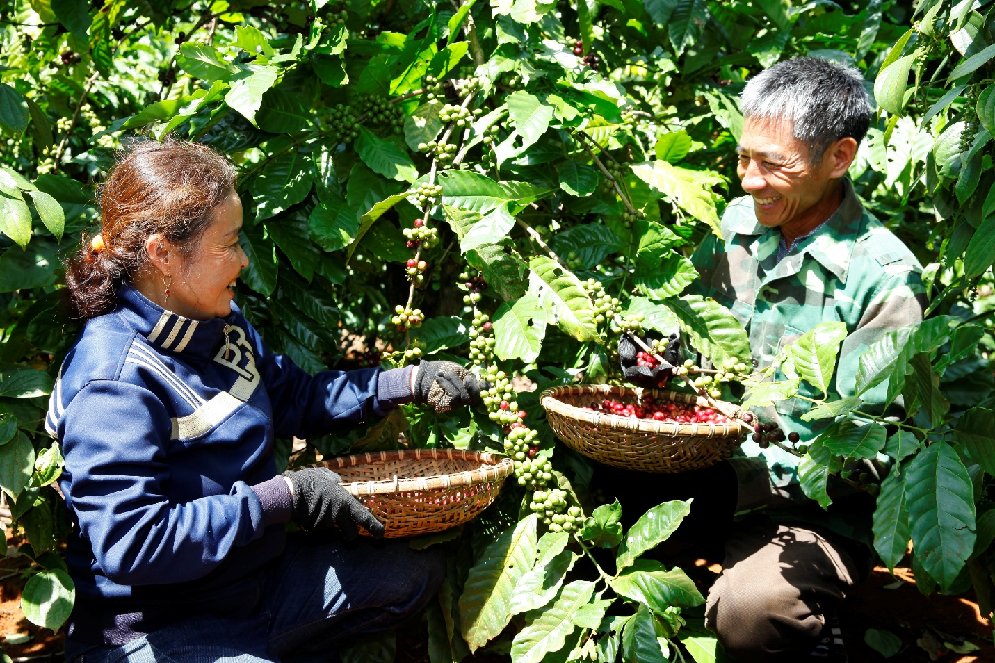 Chương trình NESCAFÉ Plan giúp nông dân nâng cao năng suất, chất lượng cà phê - Ảnh: T.M