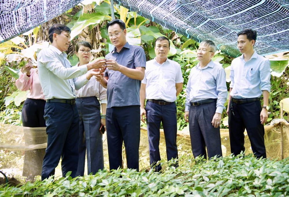 Bí thư Thành ủy Đà Nẵng Lê Ngọc Quang (thứ tư từ phải qua) cùng đoàn công tác khảo sát vùng trồng sâm Ngọc Linh tại xã Trà Linh