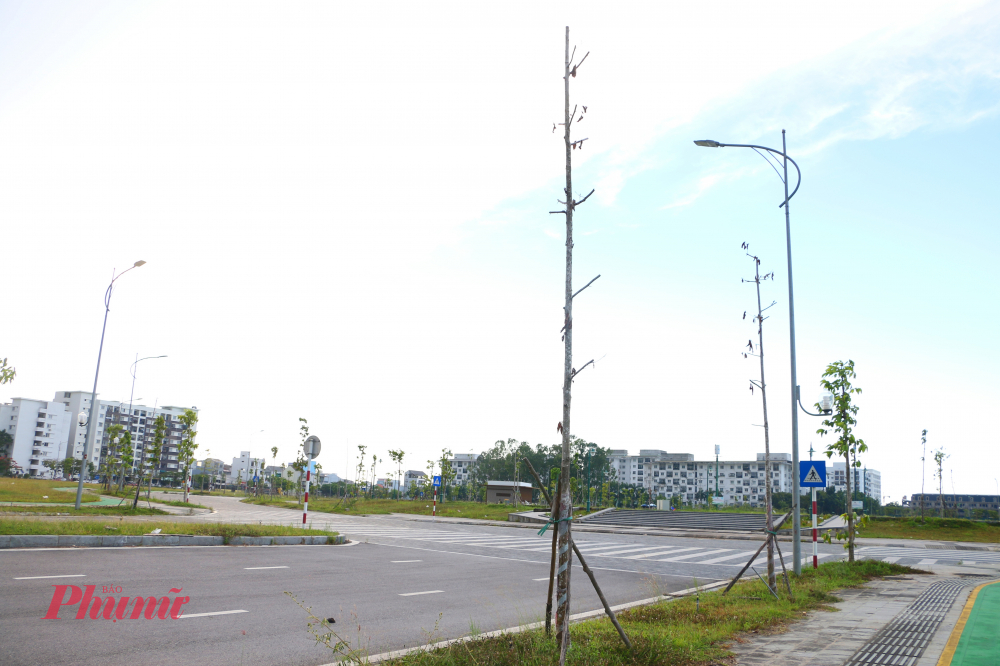Nhiều cây thân bắt đầu khô, lá rụng có dấu hiệu không được chăm sóc trong một thời gian dài
