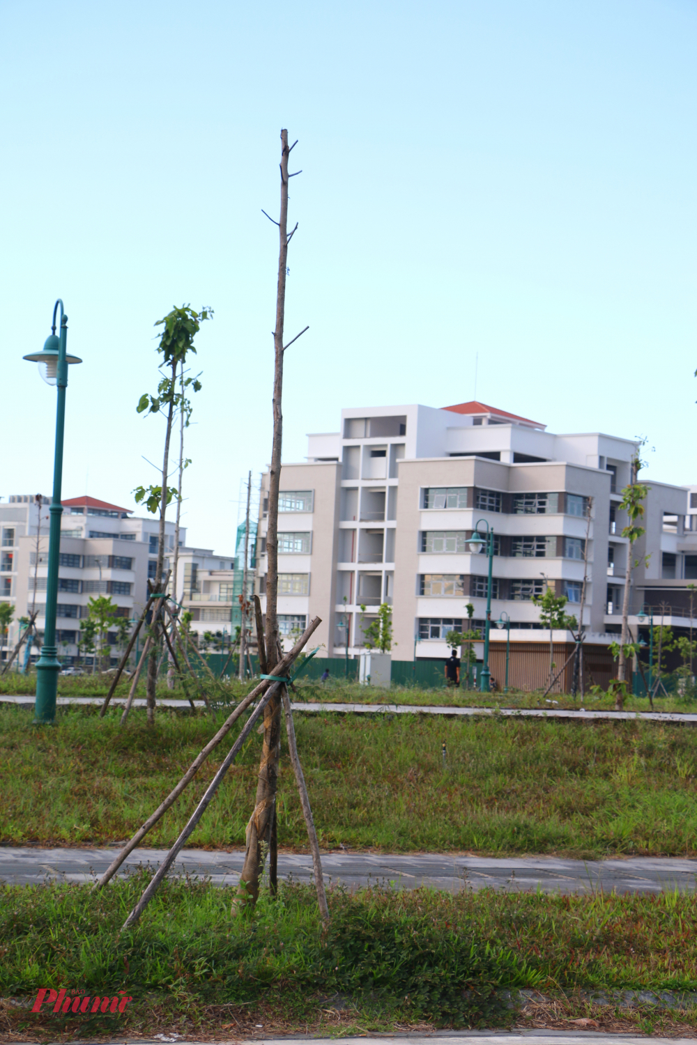 Hiện tượng cây xây chết đồng loạt diễn ra tại khu công viên cạnh khu hành chính tập trung 