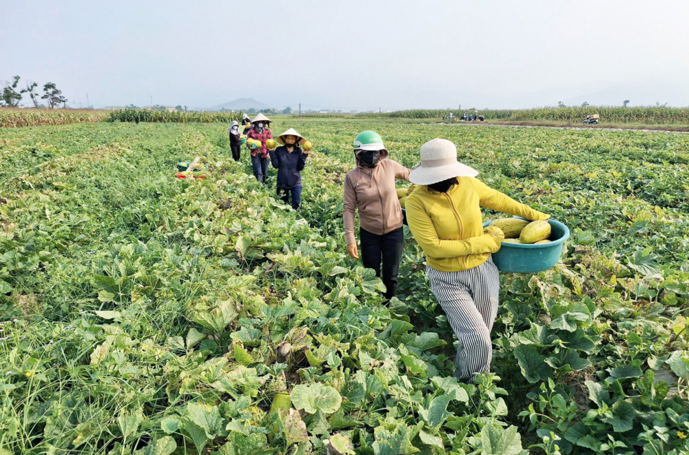 Phụ nữ thôn Vân Thanh Bắc, xã Cổ Đạm, tỉnh Hà Tĩnh, hỗ trợ gia đình chị Phan Thị Mong thu hoạch và tiêu thụ dưa