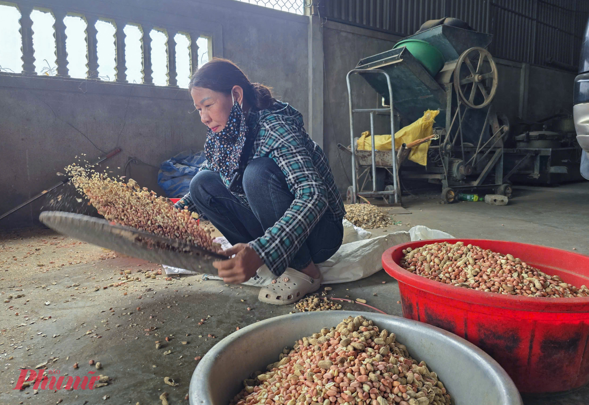 Để có những chai dầu vàng óng, nhiều hộ dân tranh thủ thời gian tách vỏ, sàng lọc kỹ đậu phộng trước khi mang đến cơ sở ép. Đây cũng được xem là giai đoạn kỳ công và mất nhiều thời gian nhất. 