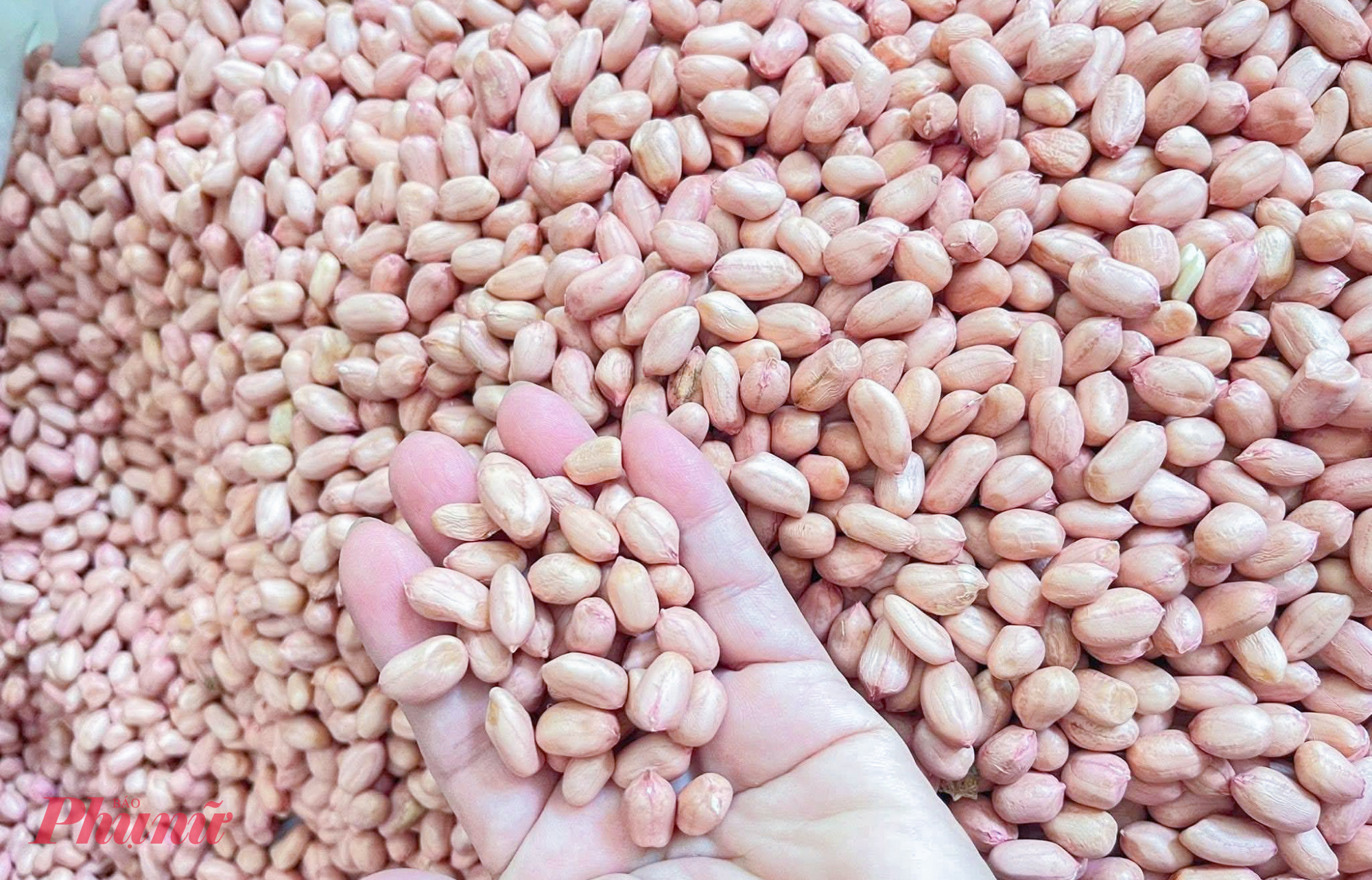 Theo các cơ sở sản xuất, từ tháng 5 đến tháng 8 hằng năm là thời điểm cao điểm ép dầu do trùng với mùa thu hoạch đậu phộng. Năm nay, giá đậu phộng (loại chưa tách vỏ) tăng lên khoảng 50.000 đồng/kg, cao hơn 15.000 đồng/kg so với cùng kỳ năm trước. Giá nguyên liệu tăng khiến dầu đậu phộng tăng theo, lên 150.000 đồng/lít, dầu mè khoảng 250.000 đồng/lít. Dù vậy, sức mua vẫn rất lớn.