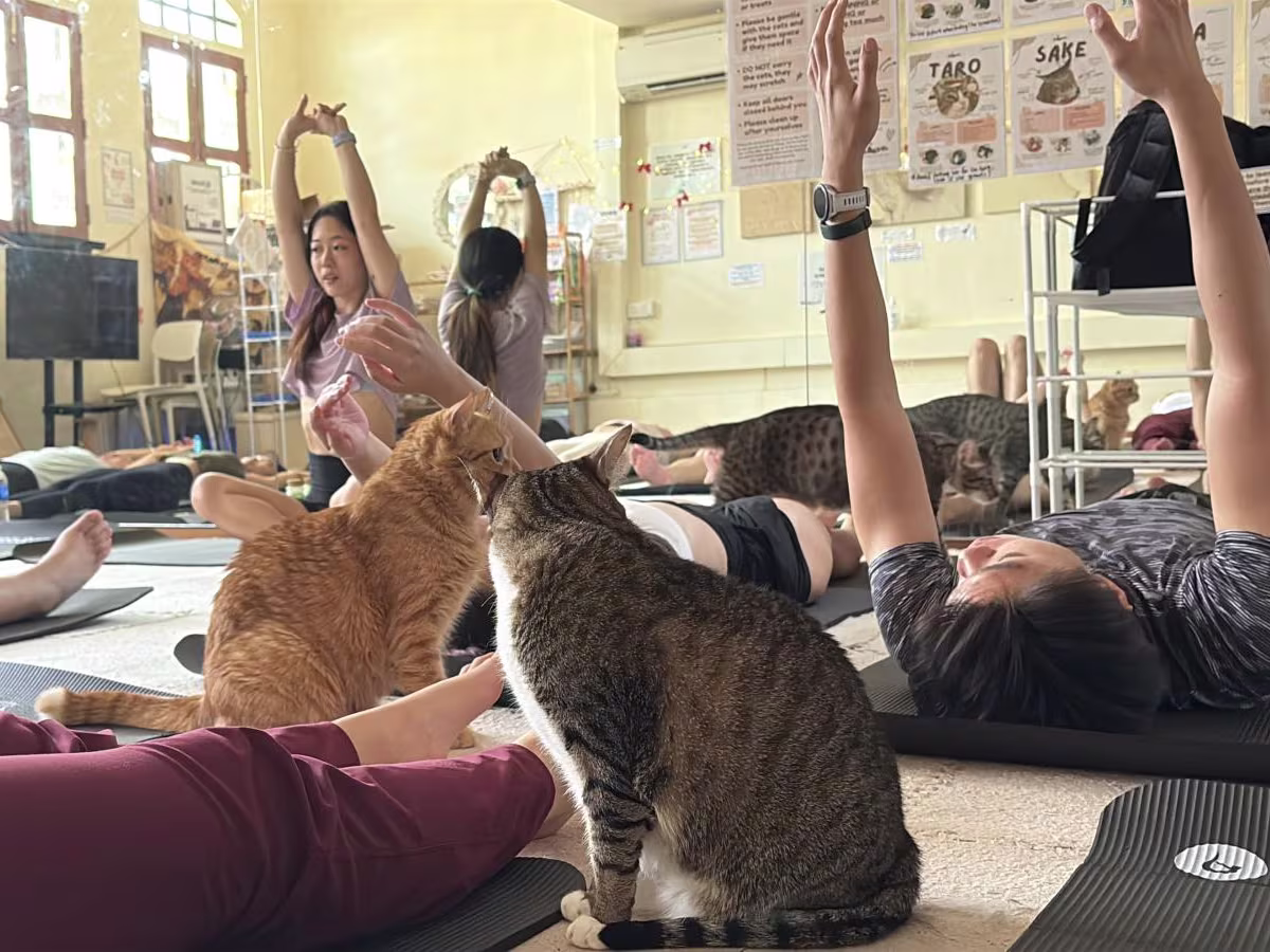 Những chú mèo xuất hiện trong lớp yoga giúp không khí trở nên vui tươi hơn - Ảnh: CNA